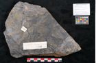 Foto (Objekt + Etikett) von Cupanites novae zeelandiae Ettingshausen (NHMW-GEO-2024-0188-10248)